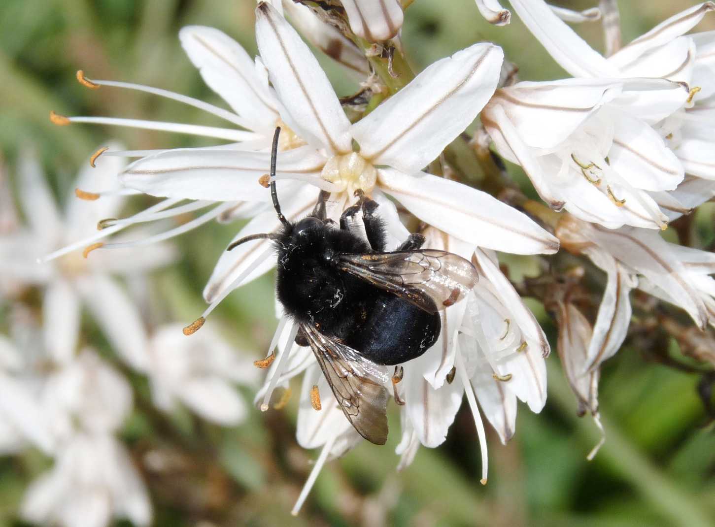 Apidae: femmina di Melecta obscura